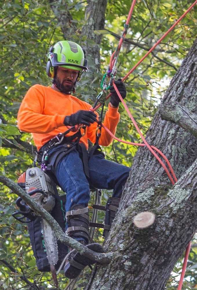 Tree Pruning