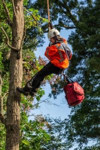 tree pruning