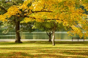 Brookline, MA Park