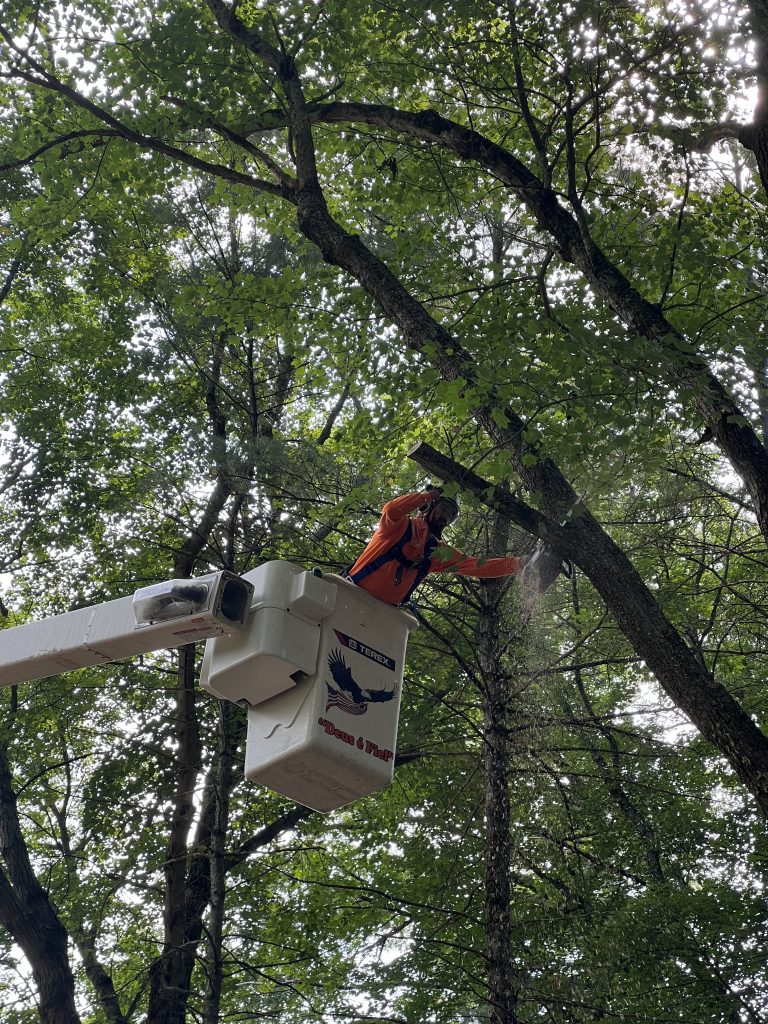 Tree branch being cut