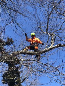 Tree Pruning