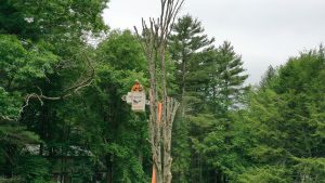 Man cutting down tall trees