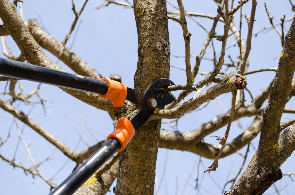 tree pruning outside