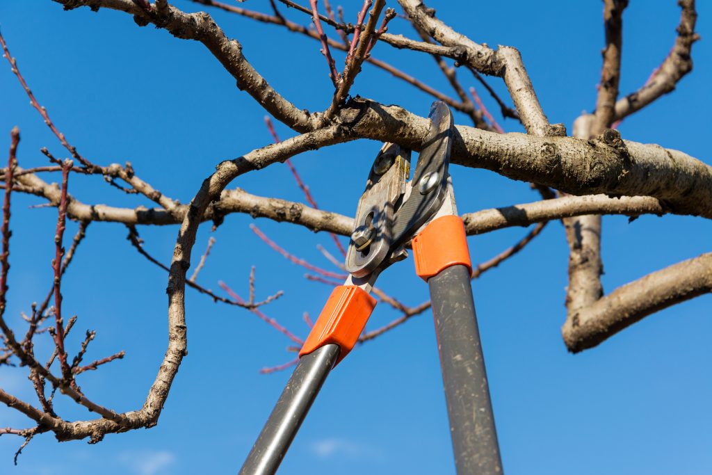 pruning a tree