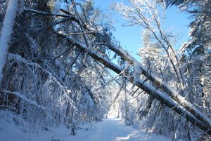 tree downs after storm