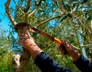 Tree Pruning