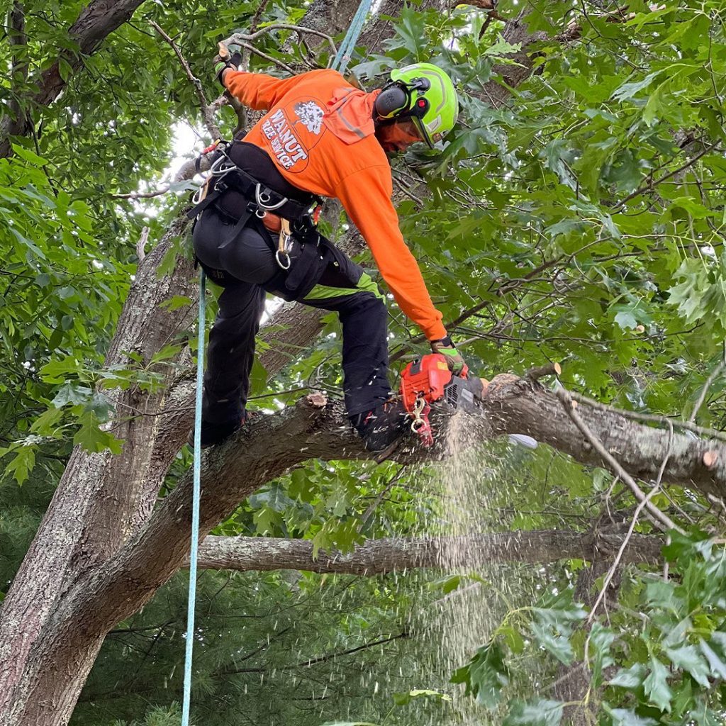 Tree branch being sawed off