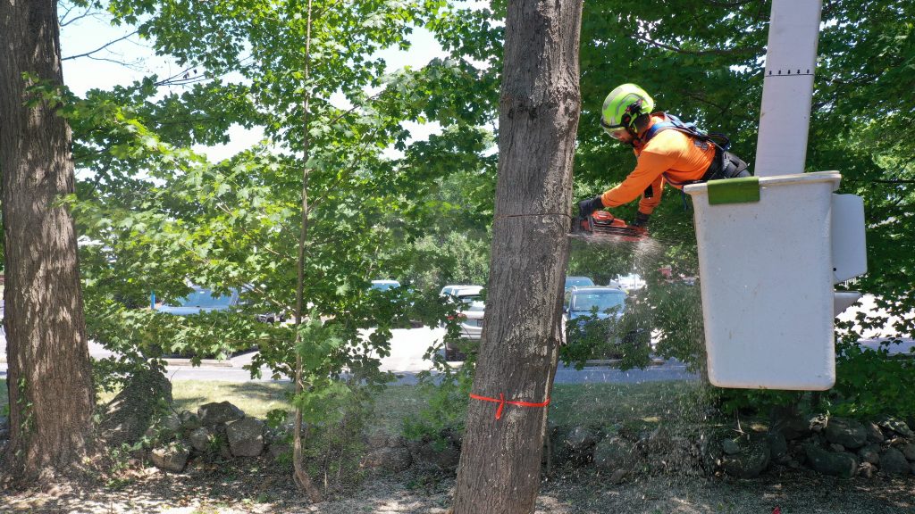 Walnut Tree Man Cutting Tree