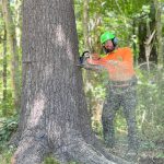 Walnut Tree professional cutting down tree