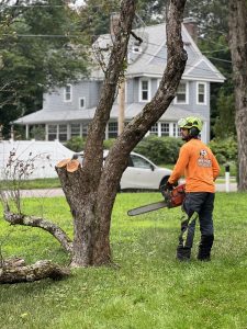 man cutting tree