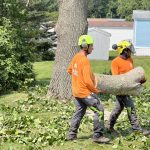 tree being carried away