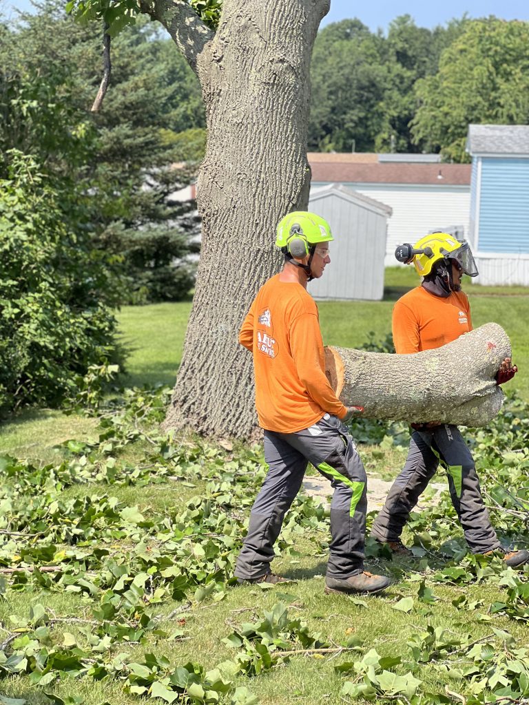 tree being carried away