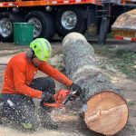 man cutting tree