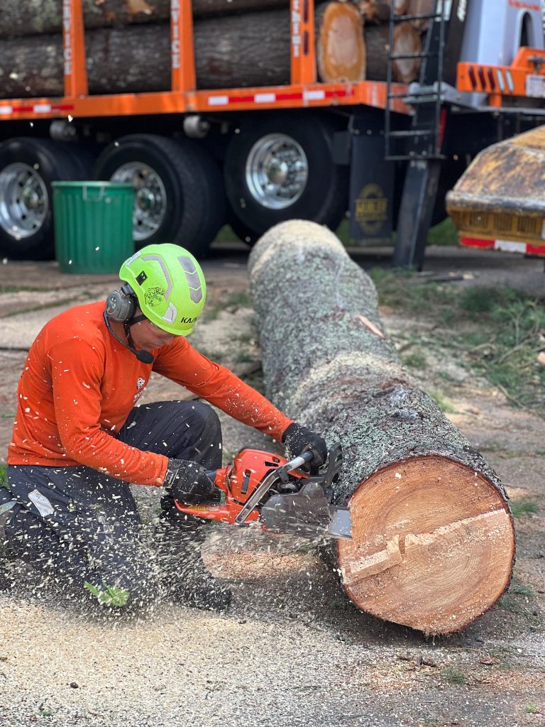 man cutting tree