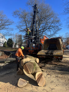 big tree being cut