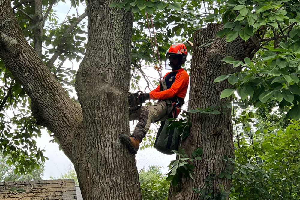 Tree trimming