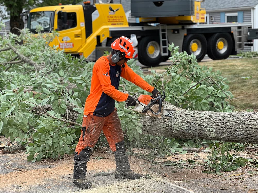 Who is Responsible for Fallen Tree Removal in MA?